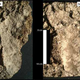 Image for article titled These are the oldest human footprints ever found in North America